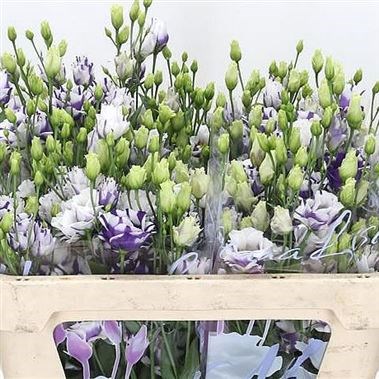 EUSTOMA LISIANTHUS DBL. FLEURELISA BLUE