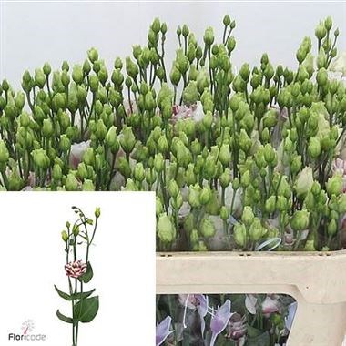 EUSTOMA LISIANTHUS DBL. FLEURELISA PINK