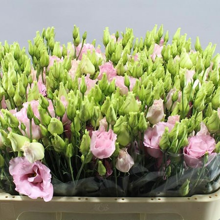 EUSTOMA LISIANTHUS DBL. KOREZO LIGHT PINK