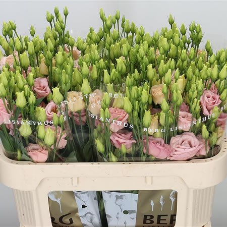 EUSTOMA LISIANTHUS DBL. LISADO APRICOT