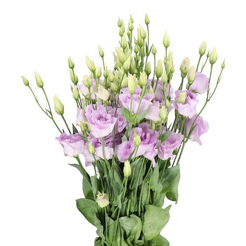 EUSTOMA LISIANTHUS DBL. LISANNE LAVENDER