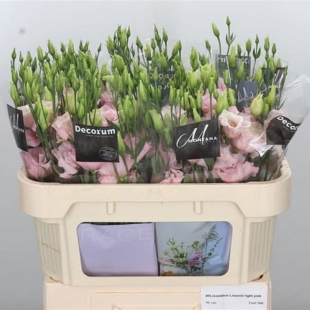 EUSTOMA LISIANTHUS DBL. LISANNE LIGHT PINK