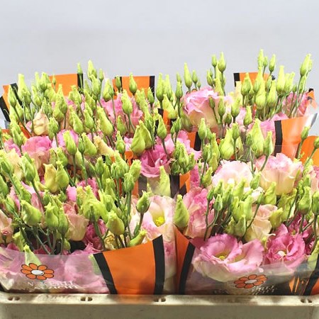 EUSTOMA LISIANTHUS DBL. MEGA LIGHT CHAMPAGNE