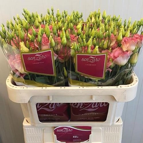 EUSTOMA LISIANTHUS DBL. MEGAL CHAMPAGNE