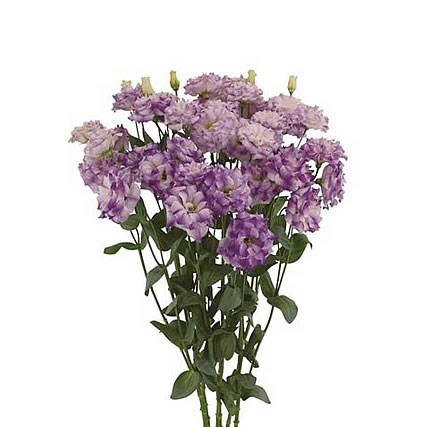 EUSTOMA LISIANTHUS DBL. MEGALO BLUE FLASH