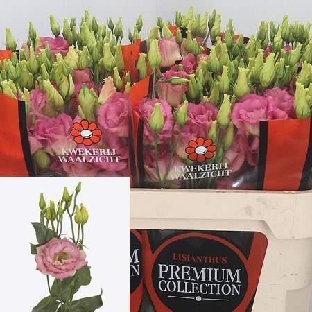 EUSTOMA LISIANTHUS DBL. MEGALO LIGHT CHAMPAGNE