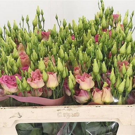 EUSTOMA LISIANTHUS DBL. MEGALO SHOSHA CHAMPAGNE