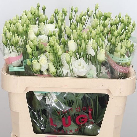 Eustoma Lisianthus Dbl. Prime White