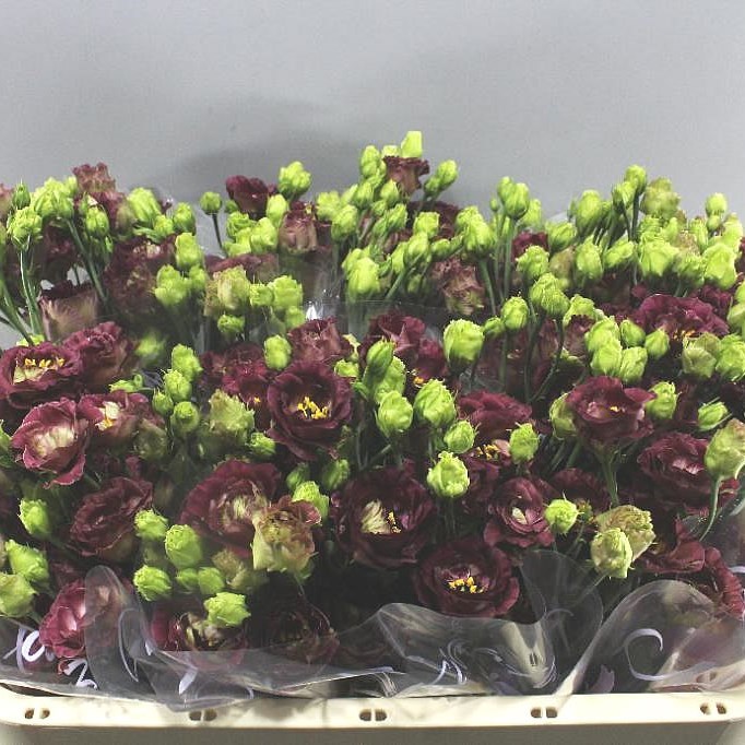 EUSTOMA LISIANTHUS DBL. ROSANNE DEEP BROWN