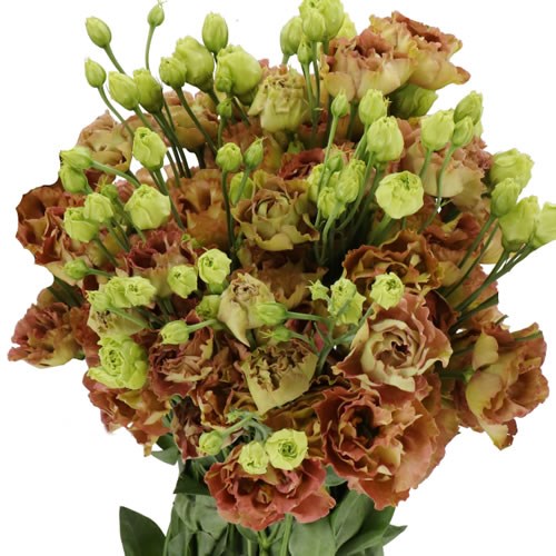 EUSTOMA LISIANTHUS DBL. ROSANNE LIGHT BROWN