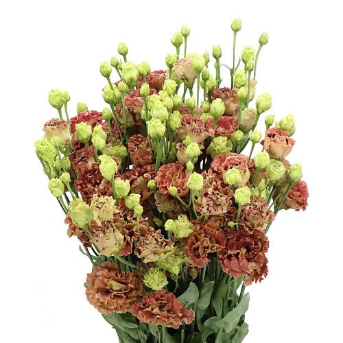 EUSTOMA LISIANTHUS DBL. ROSANNE TERRACOTTA