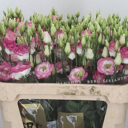 EUSTOMA LISIANTHUS DBL. ROSITA HOT LIPS