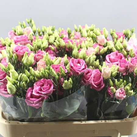 EUSTOMA LISIANTHUS DBL. ROSITA ROSE PINK