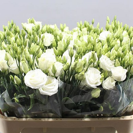 EUSTOMA LISIANTHUS DBL. ROSITA WHITE