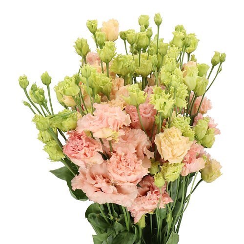 EUSTOMA LISIANTHUS DBL.ALISSA PEACH
