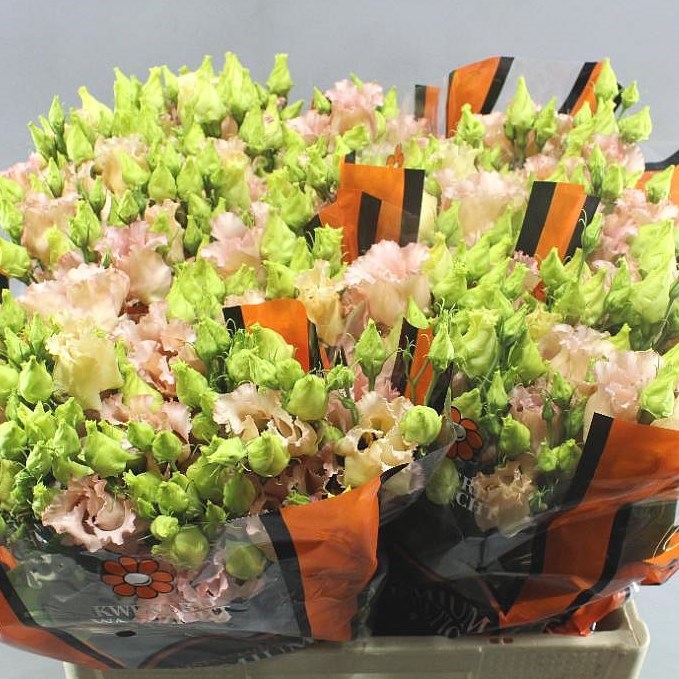 EUSTOMA LISIANTHUS FALDA APRICOT