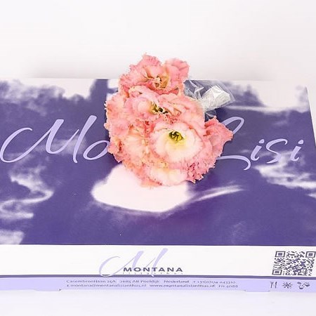 EUSTOMA LISIANTHUS MINI ALISSA CHAMPAGNE