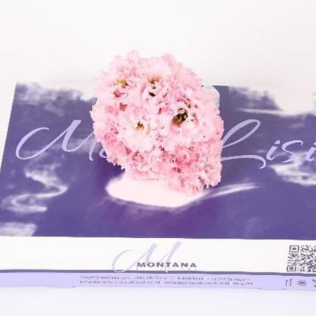 EUSTOMA LISIANTHUS MINI ALISSA PINK