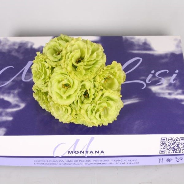 EUSTOMA LISIANTHUS MINI ALISSA GREEN