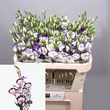 EUSTOMA LISIANTHUS PICCOLO BLUE RIM