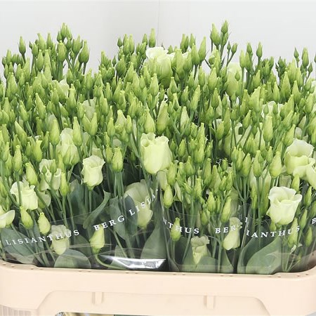 EUSTOMA LISIANTHUS PICCOLO GREEN