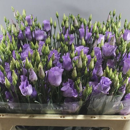 EUSTOMA LISIANTHUS PICCOLO LAVENDER