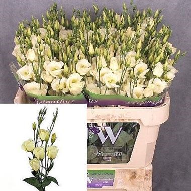 EUSTOMA LISIANTHUS PICCOLO YELLOW