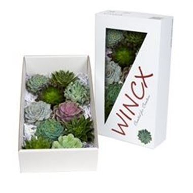 Echeveria mixed 12cm
