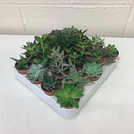 Echeveria Plant Mix (x20)