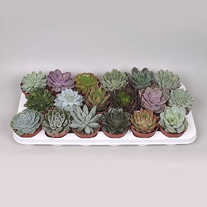 Echeveria Plants Winco Mix (18s)