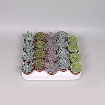 Echeveria Plants Winco Mix (20s)