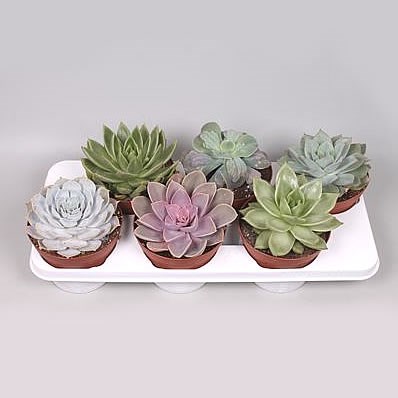 Echeveria Plants Winco Mix (6s)