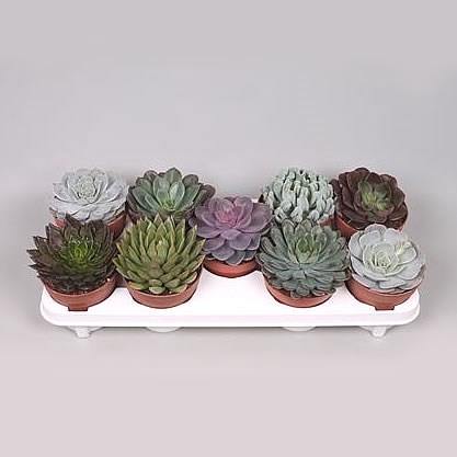 Echeveria Plants Winco Mix (9s)
