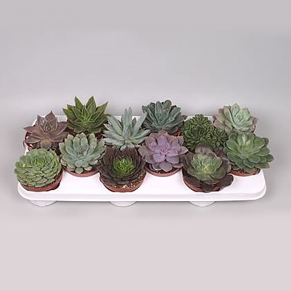 Echeveria Plants Winco mix (12s)