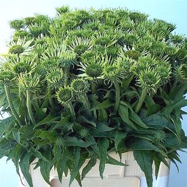 Echinacea White Swan