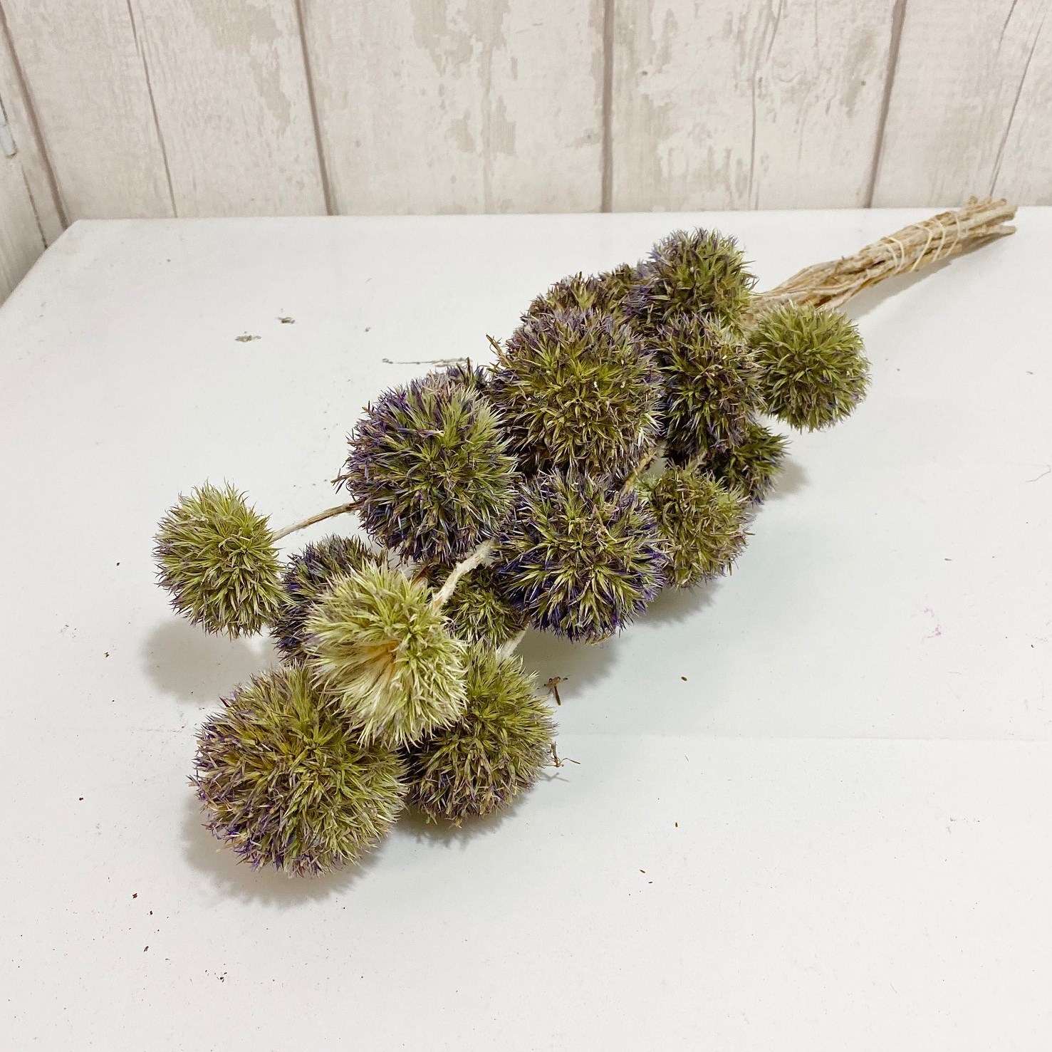 Echinops Thistles (Dried)