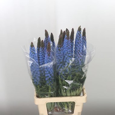 Echium Webbii