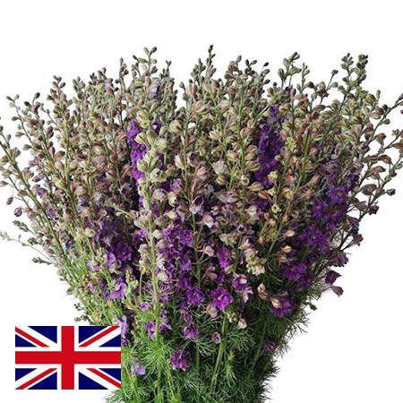 Larkspur Lilac (English)