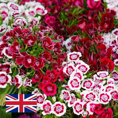 English Sweet Williams (Dianthus)