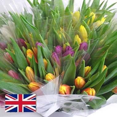 Tulip Mix - English