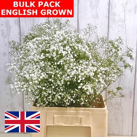 Gypsophila Bulk Pack - English Grown