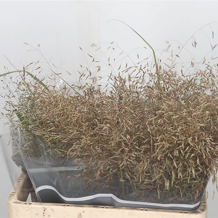 Eragrostis Japonica