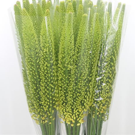 Eremurus Bolero