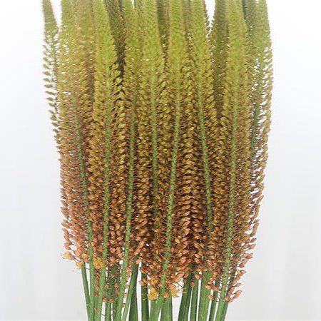 Eremurus Golden Cleopatra