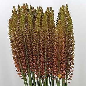 Eremurus Golden Cleopatra