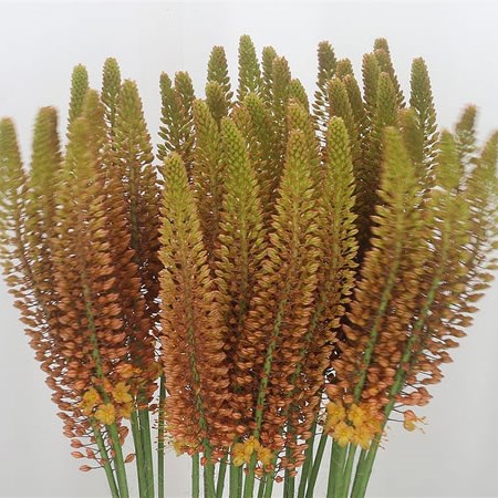 Eremurus Golden Cleopatra