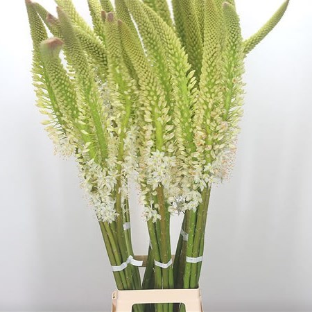 Eremurus Himalaicus