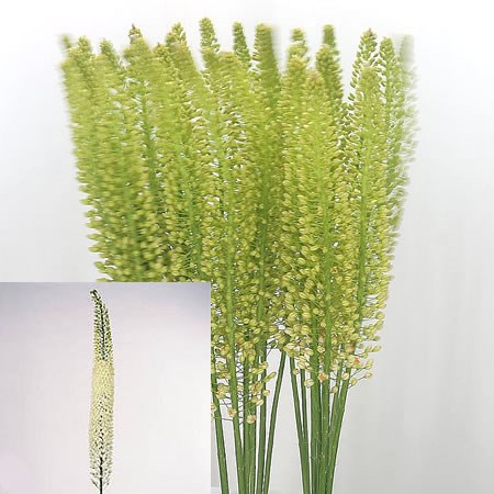 Eremurus Obelisk