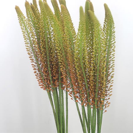 Eremurus Orange Princess