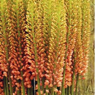 Eremurus Orange Princess